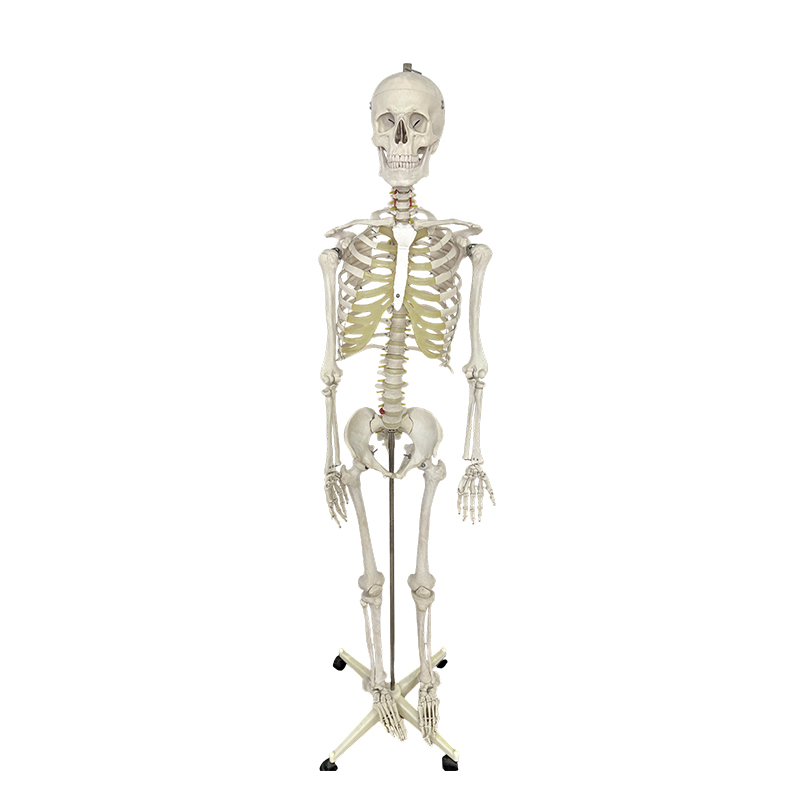 Human skeletal model 170cm